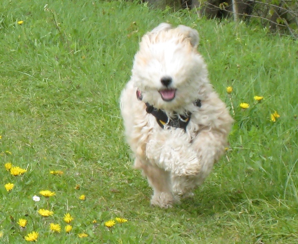 Running Tilly